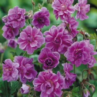 geranium-birch-double-1.webp
