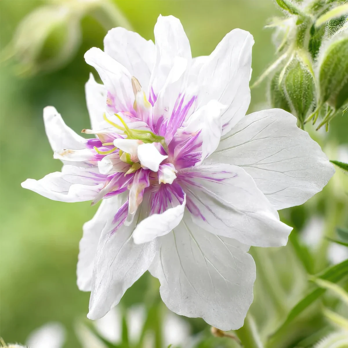 geranium-pratense-double-jewel-3.webp