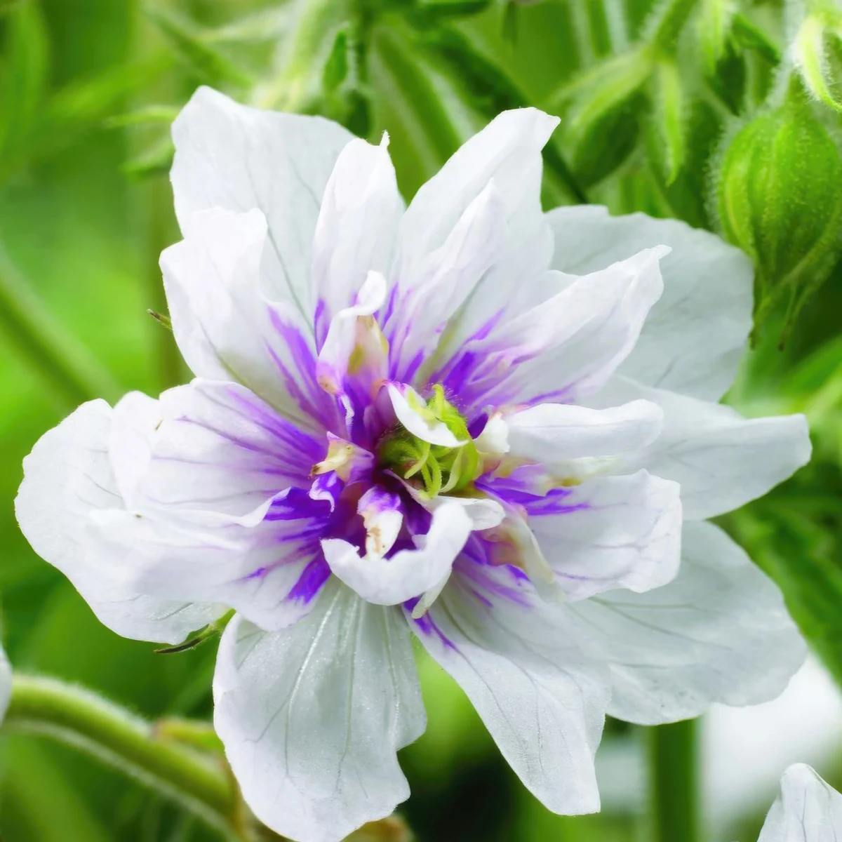 geranium-pratense-double-jewel-2.webp