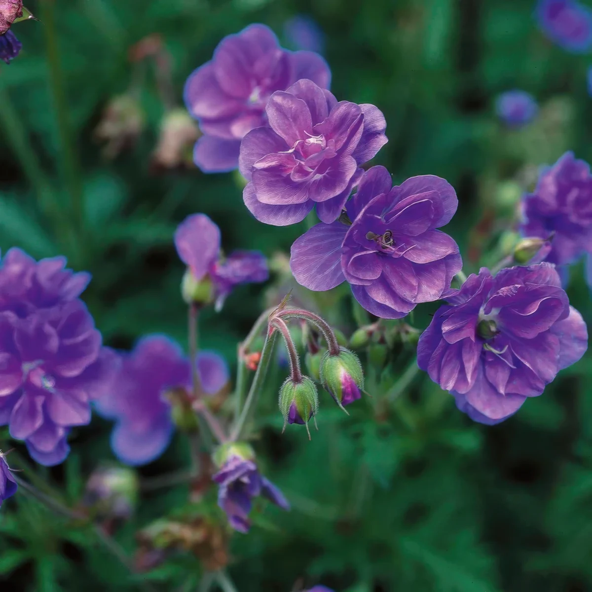 geranium-pratense-plenum-violaceum-1.webp