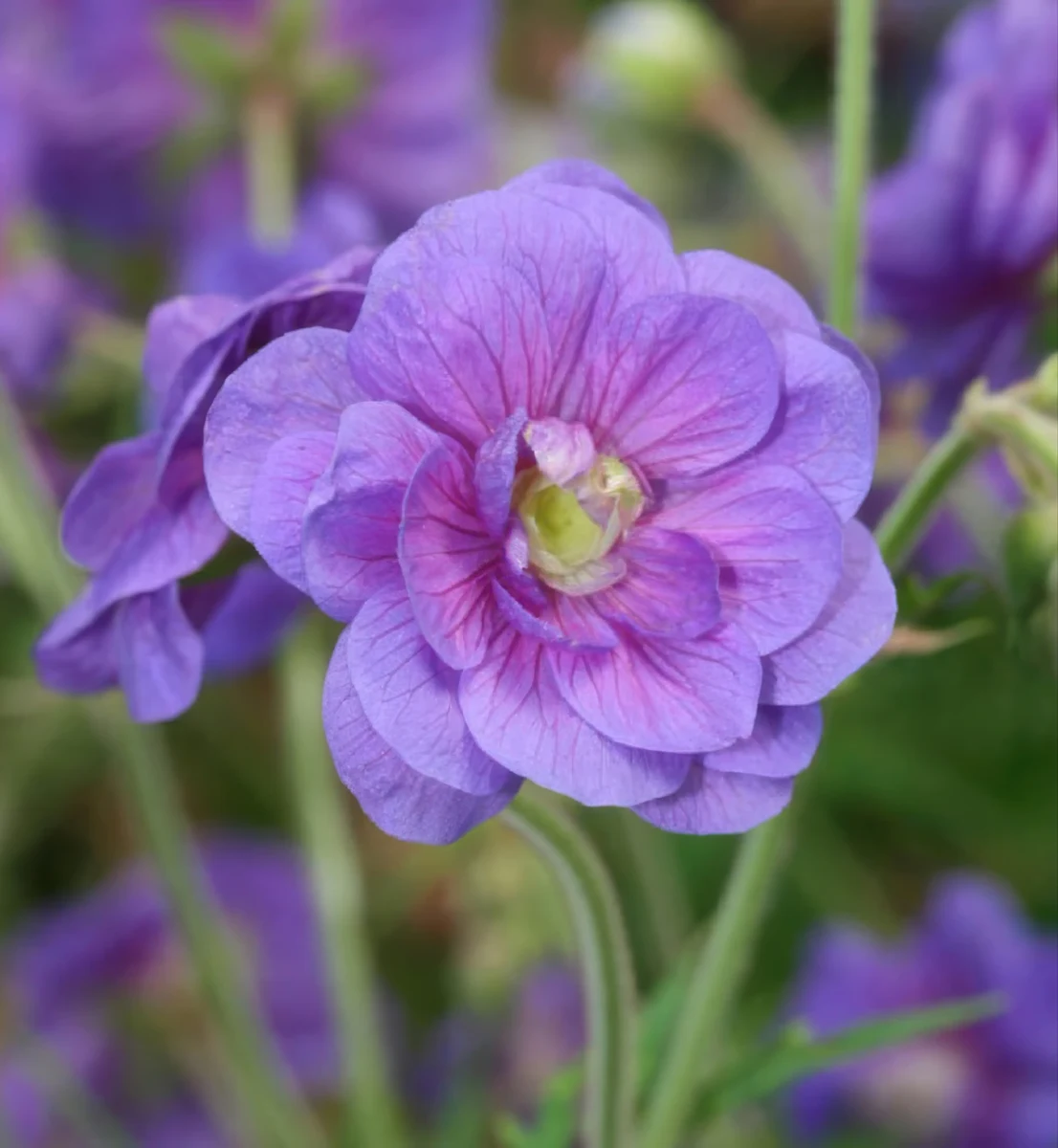 geranium-pratense-plenum-violaceum-3.webp