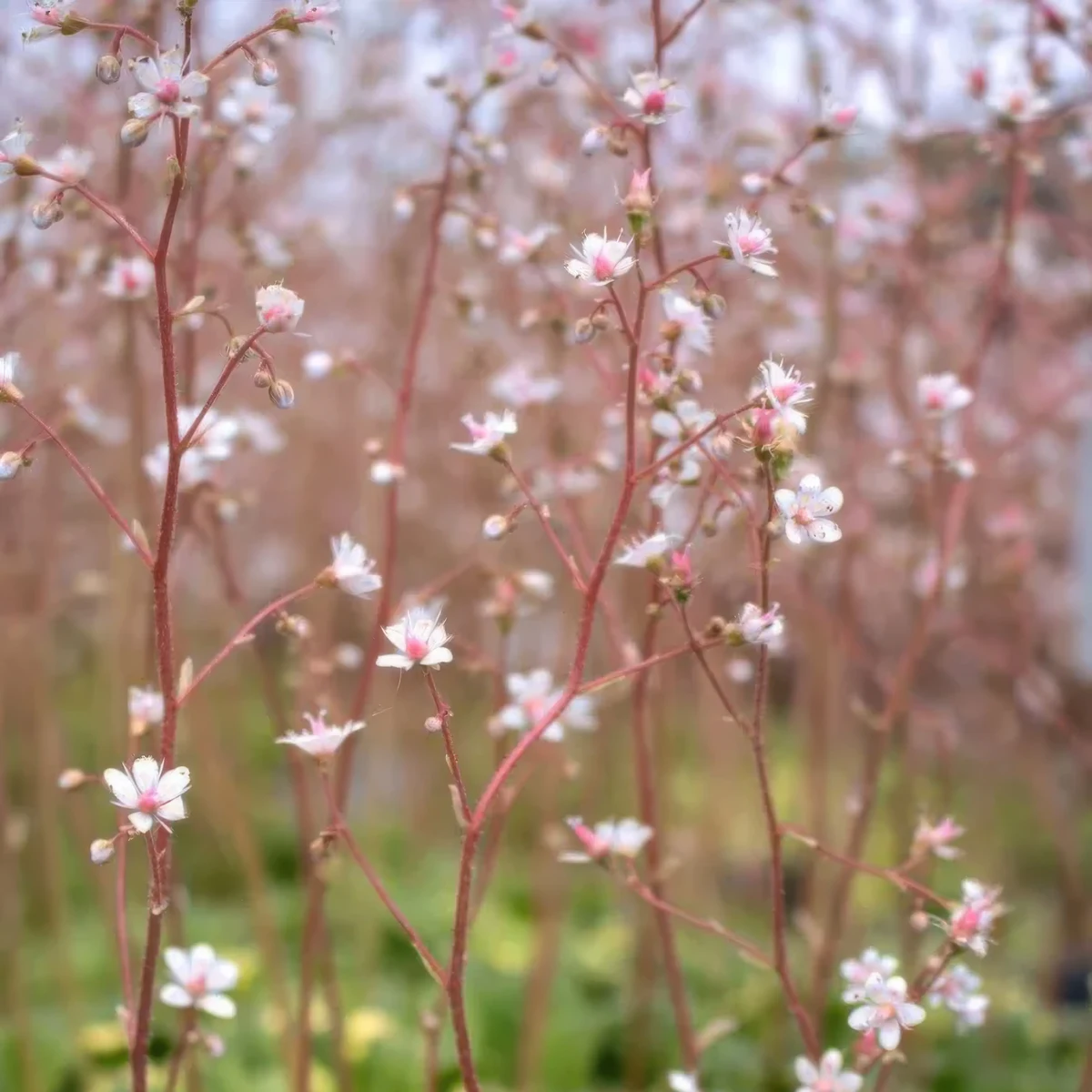 london-pride-urbium-saxifraga-london-pride-3.webp