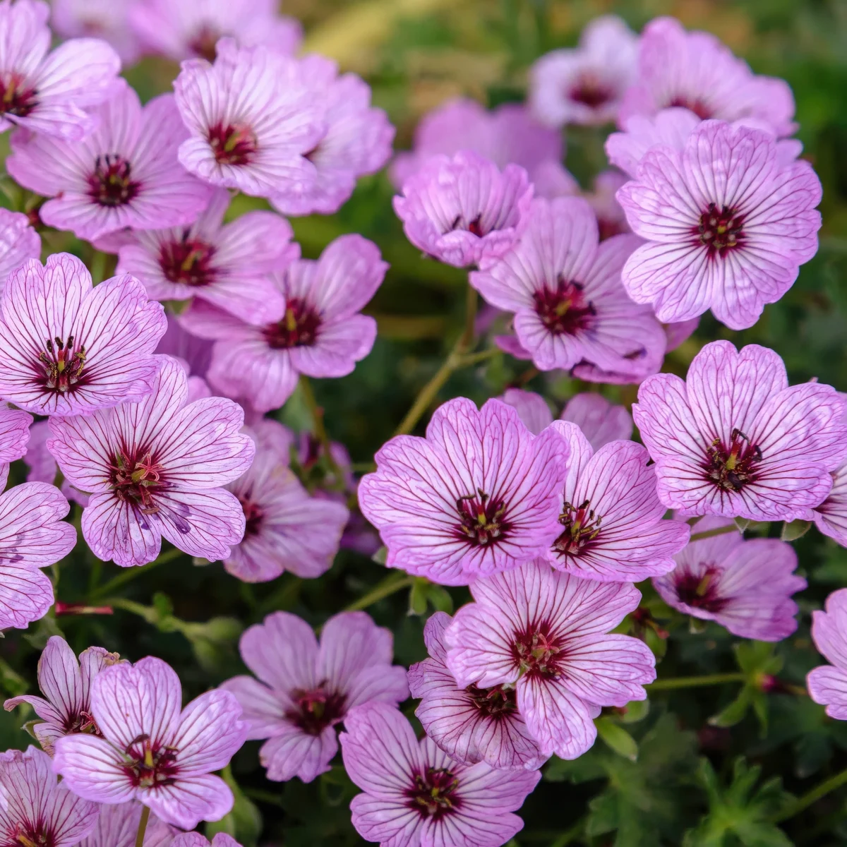 cranesbill-geranium-ballerina-1.webp