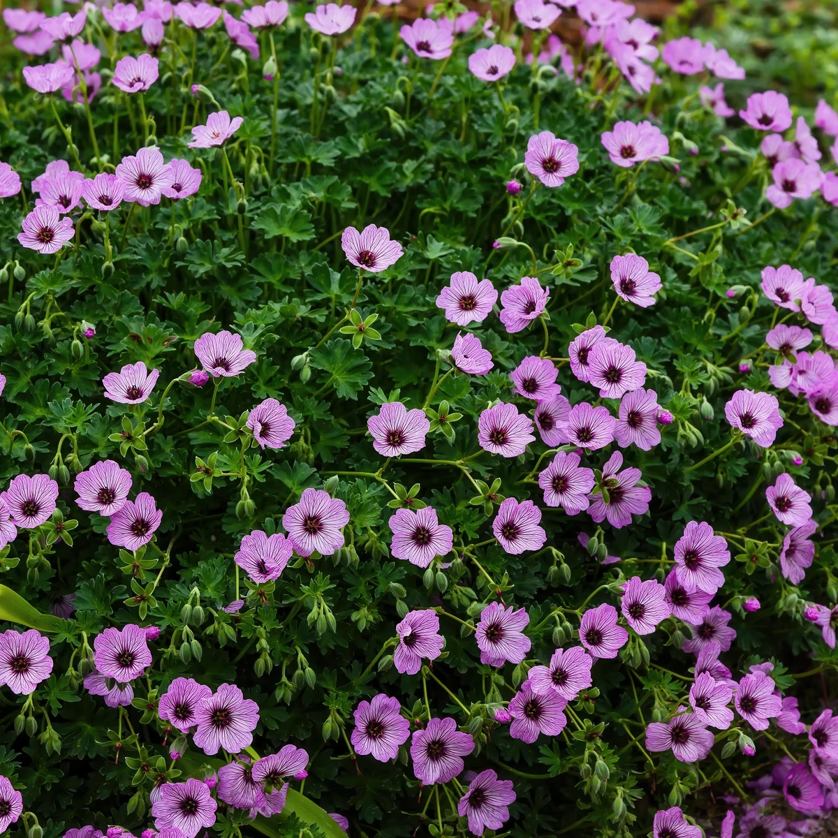 cranesbill-geranium-ballerina-3.webp