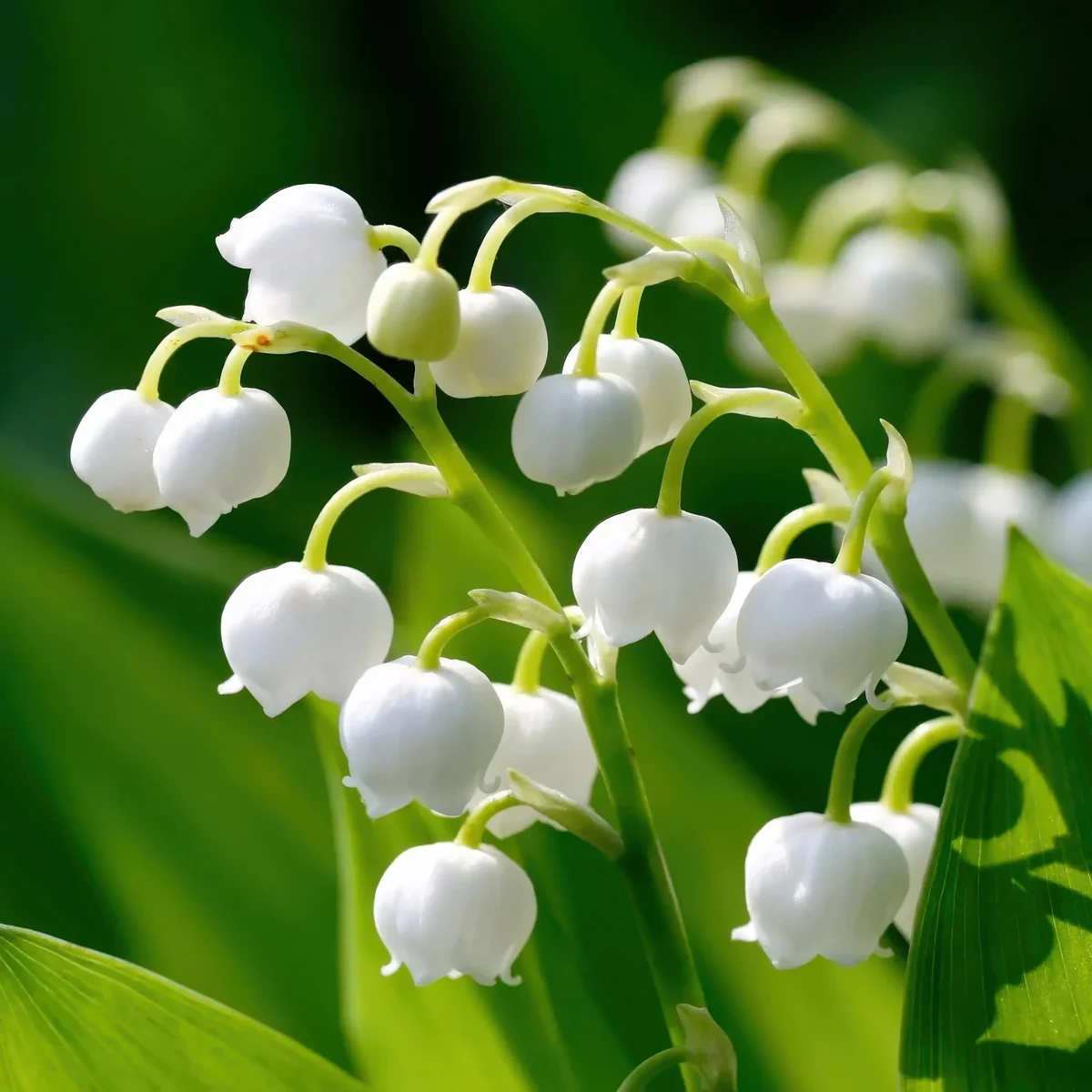 lily-of-the-valley-convallaria-majalis-lily-of-the-valley-1.webp