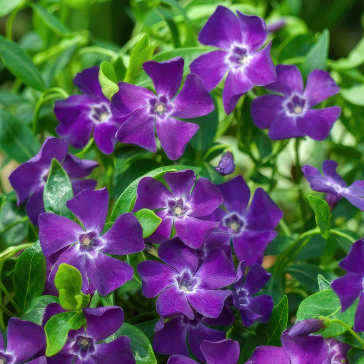 periwinkle-vinca-minor-atropurpurea_2.webp