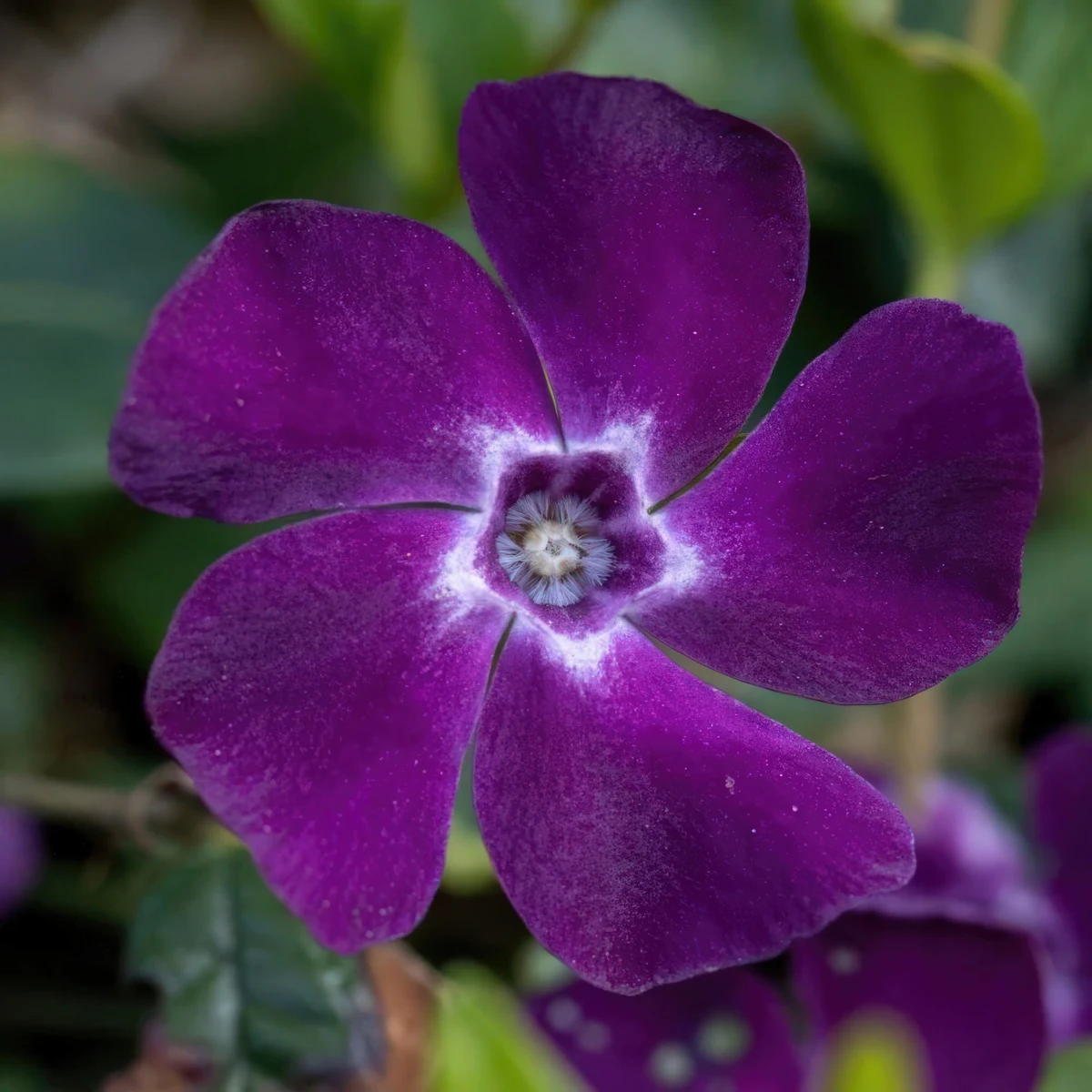 periwinkle-vinca-minor-atropurpurea_1.webp