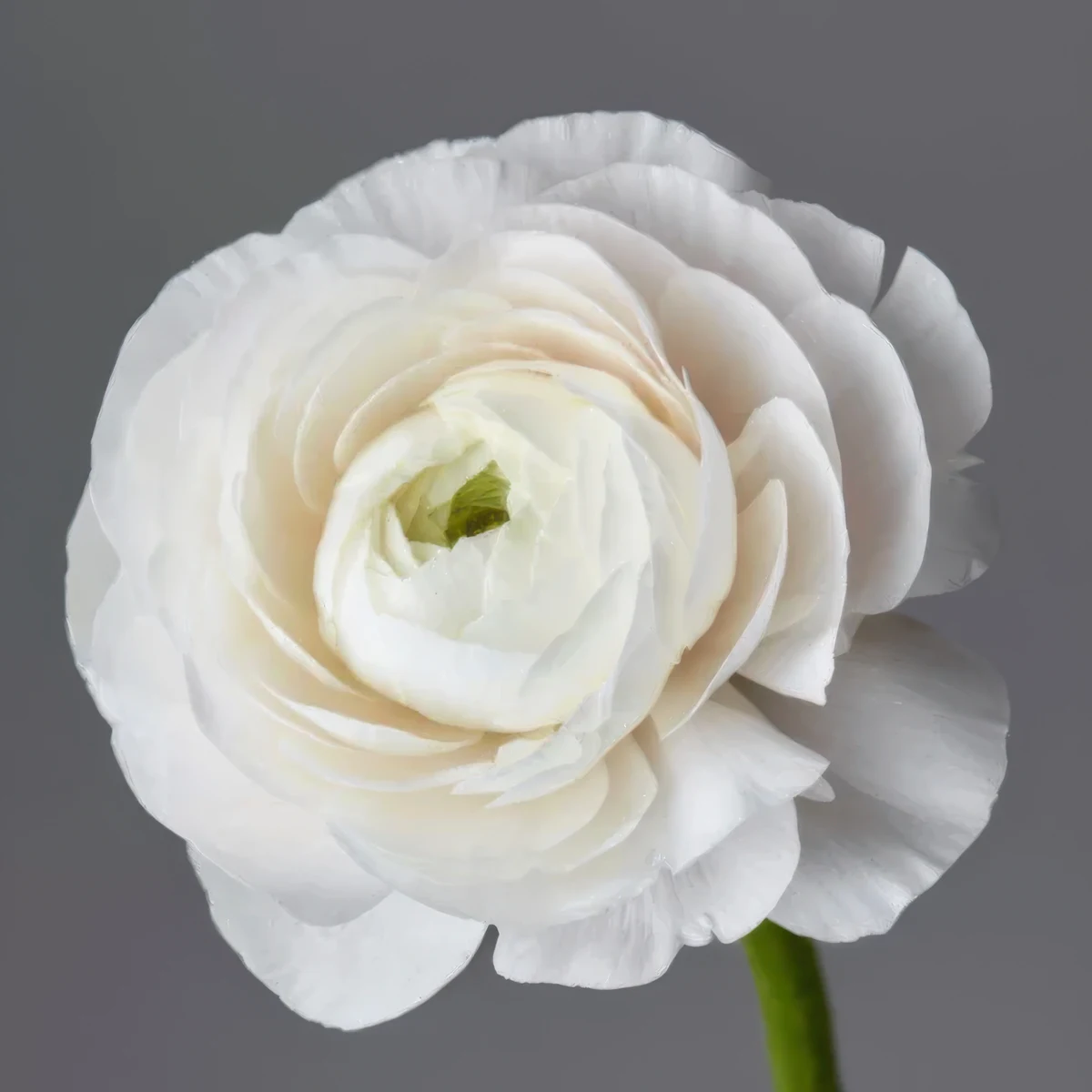 ranunculus-mixed.webp