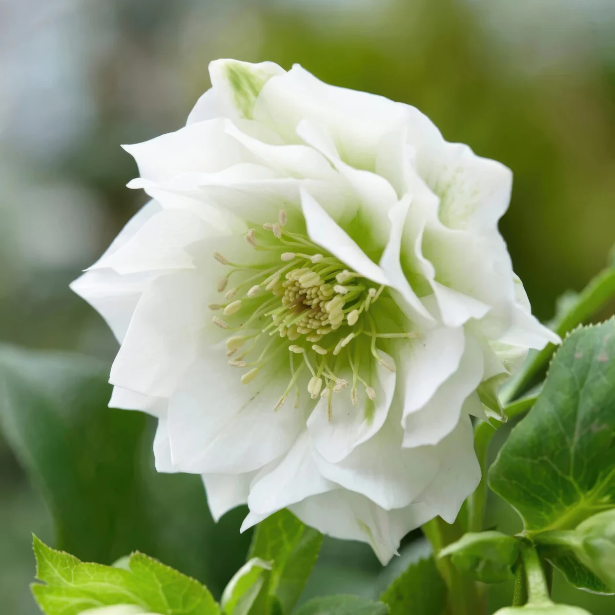 helleborus-mixed.jpg