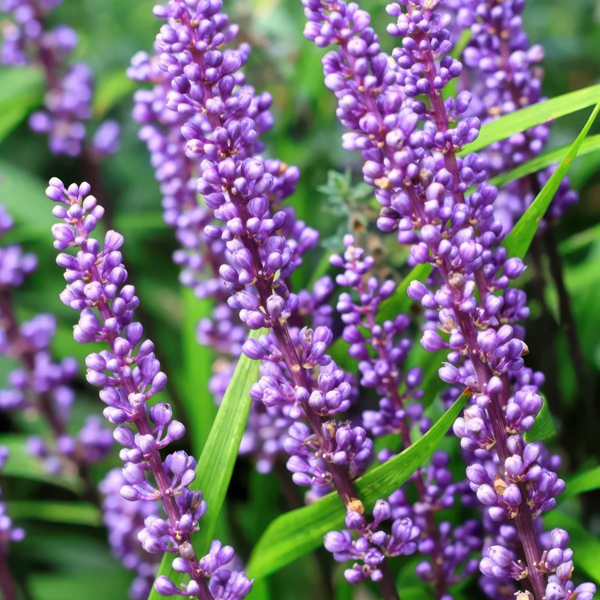 liriope-muscari-1.webp