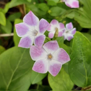 periwinkle-vinca-major-jenny-pym-1.webp