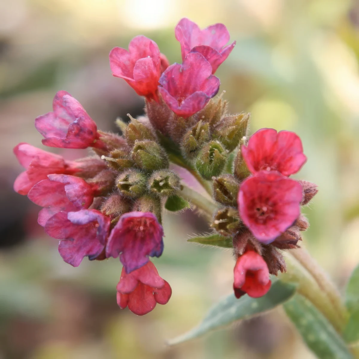 pulmonaria-lungwort-raspberry-splash-2.jpg
