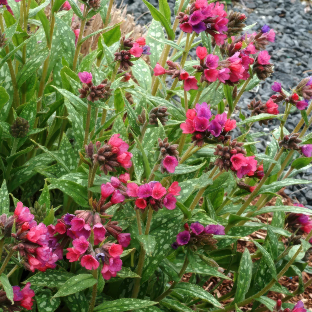 pulmonaria-lungwort-raspberry-splash-3.jpg