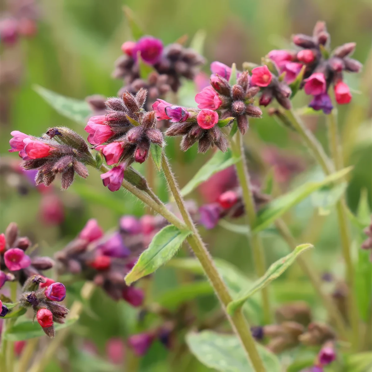 pulmonaria-lungwort-raspberry-splash-1.webp