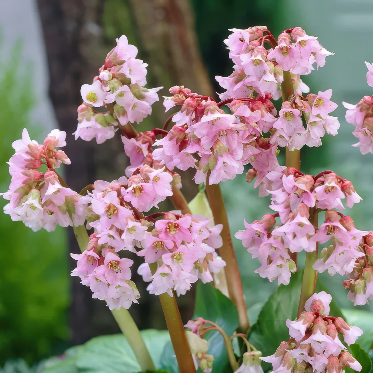 bergenia-stracheyi-baby-doll-1.webp