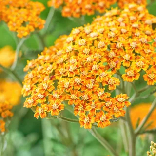 achillea-yarrow-terracotta.webp