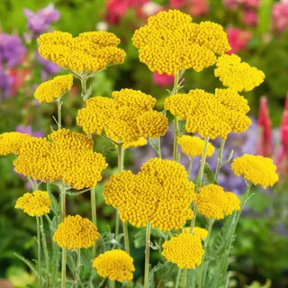 achillea-yarrow-cloth-of-gold-1-1.webp