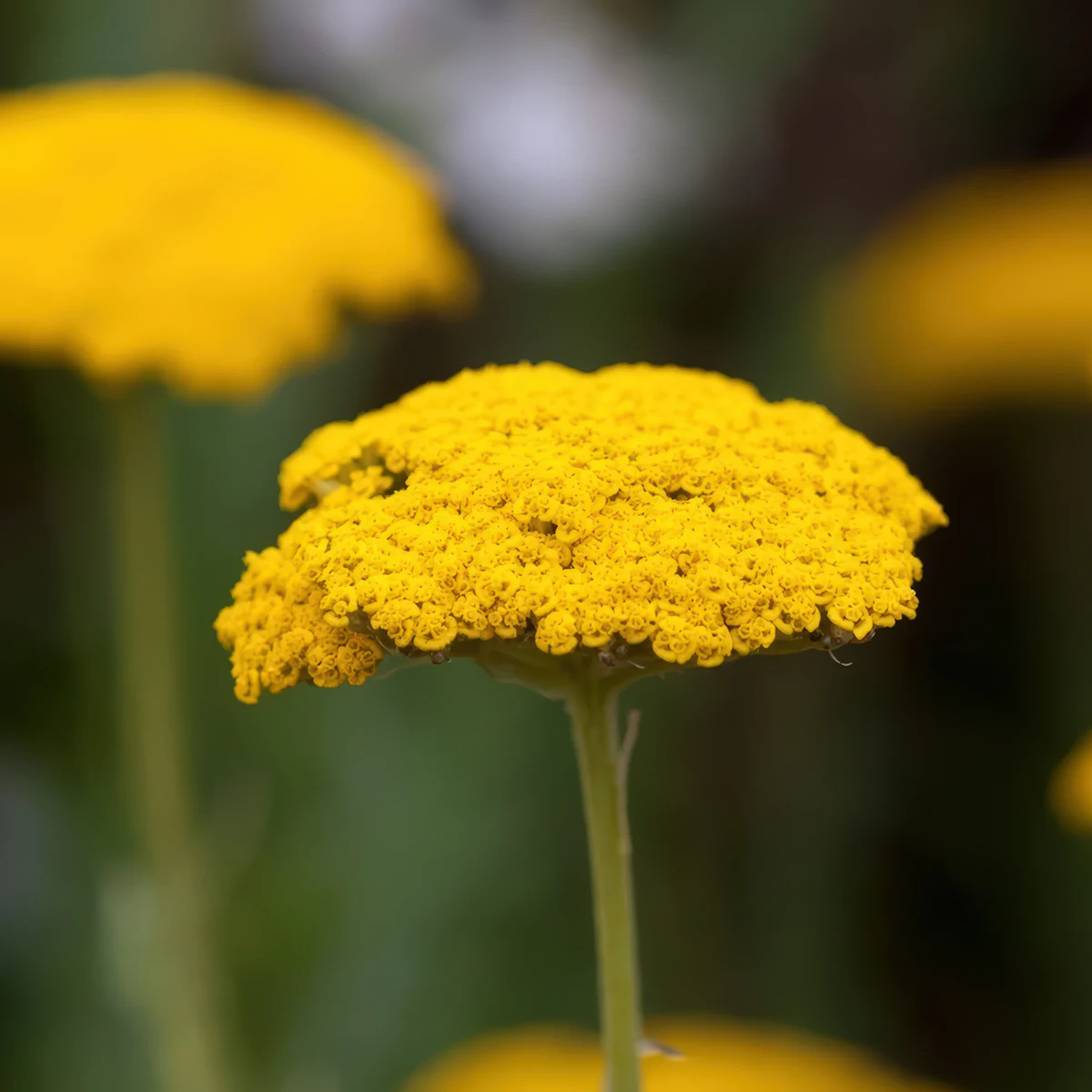 achillea-yarrow-coronation-gold_1.webp