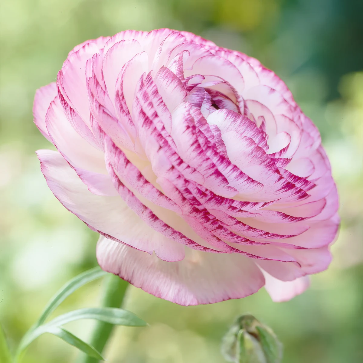 ranunculus-picotee-pink.webp