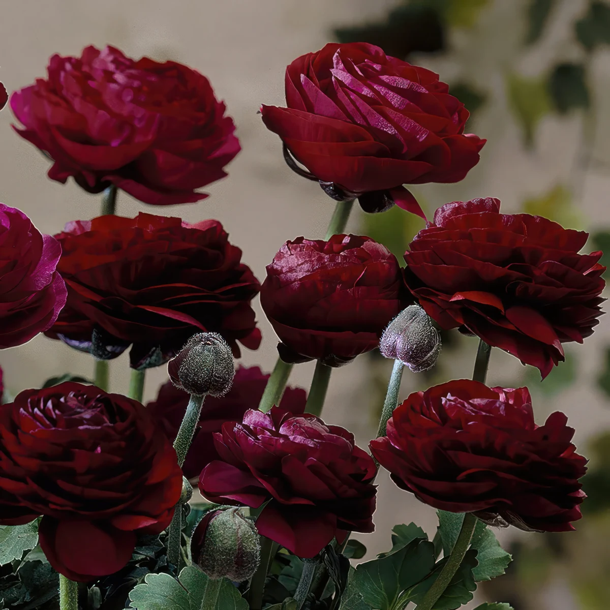 ranunculus-tomer-violet.webp
