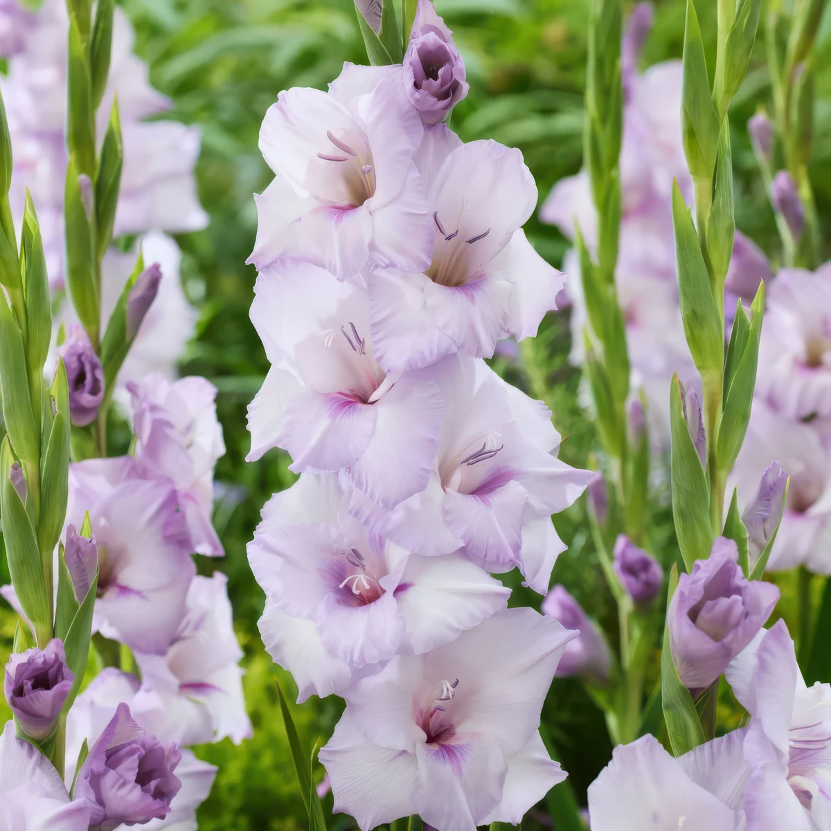 gladioli-gladiolus-blue-tropic.webp