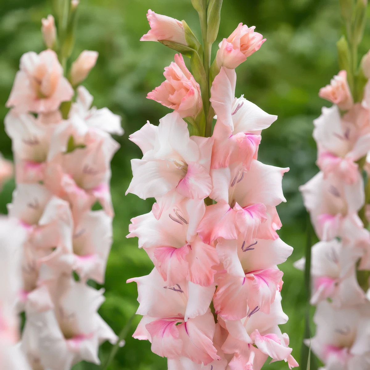 gladioli-gladiolus-adrenaline.webp