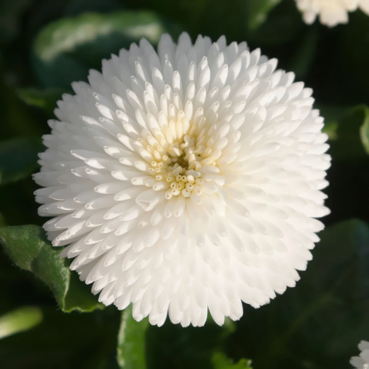 bellis-pomponette-mixed.webp
