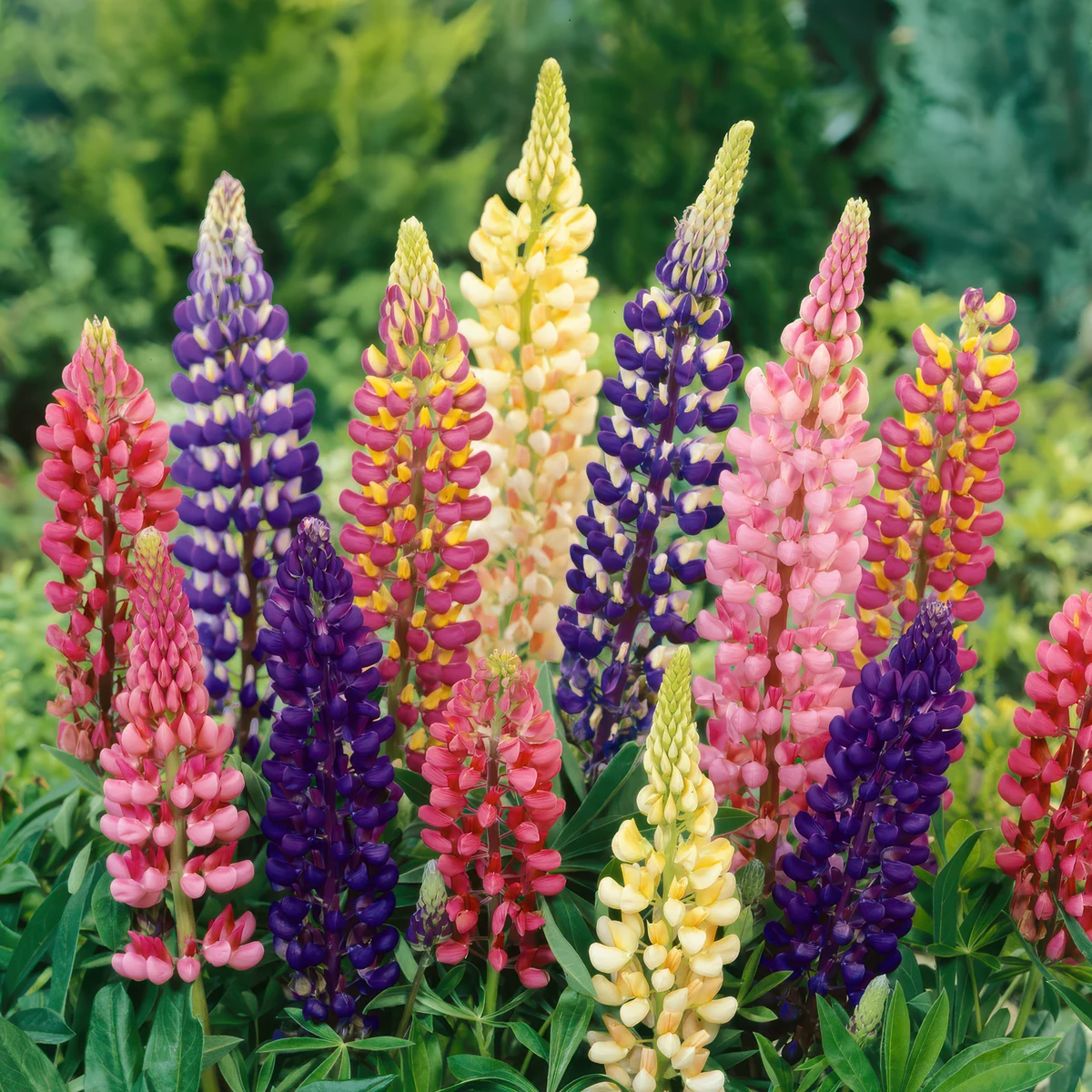 lupin-mixed.jpg