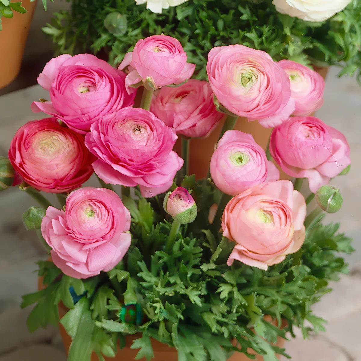 ranunculus-tomer-pink.jpg