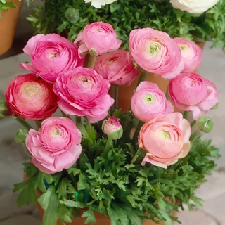 ranunculus-tomer-pink.jpg