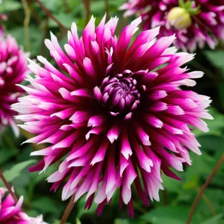 dahlia-clair-obscur.webp
