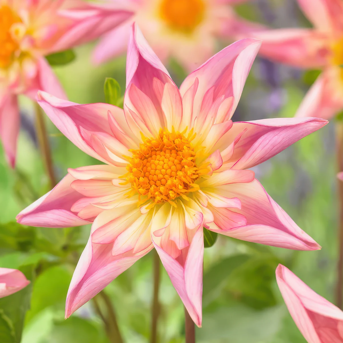 dahlia-fancy-pants.webp