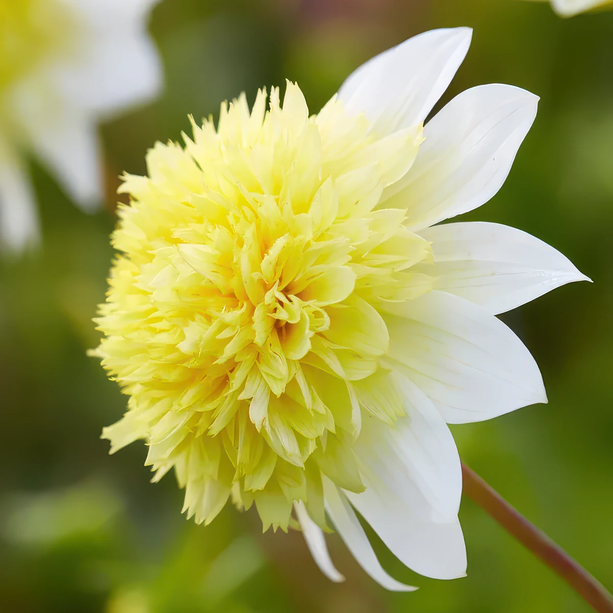 dahlia-freyas-paso-doble.webp