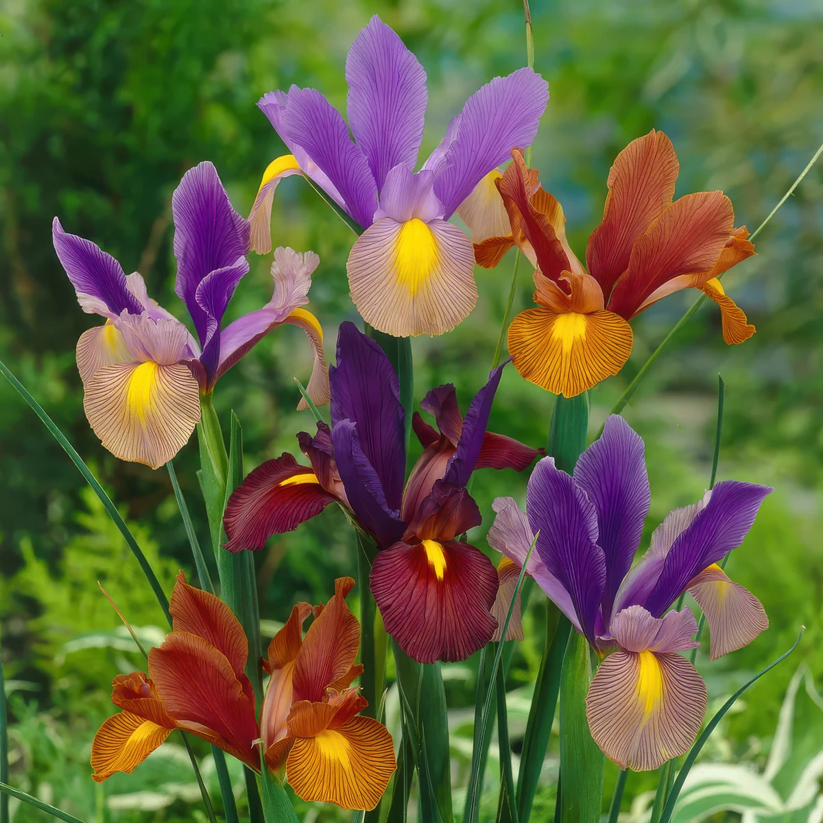 Iris-Tiger-Mixed.webp