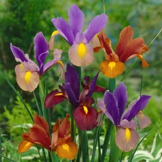 Iris-Tiger-Mixed.webp