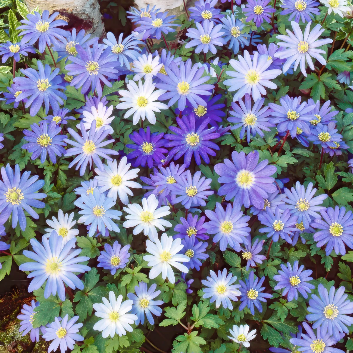 Anemone-Blanda-Blue-Shades.webp