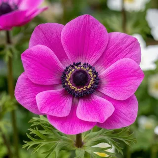 anemone-the-admiral-st-brigid.webp