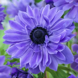 anemone-lord-lieutenant.webp