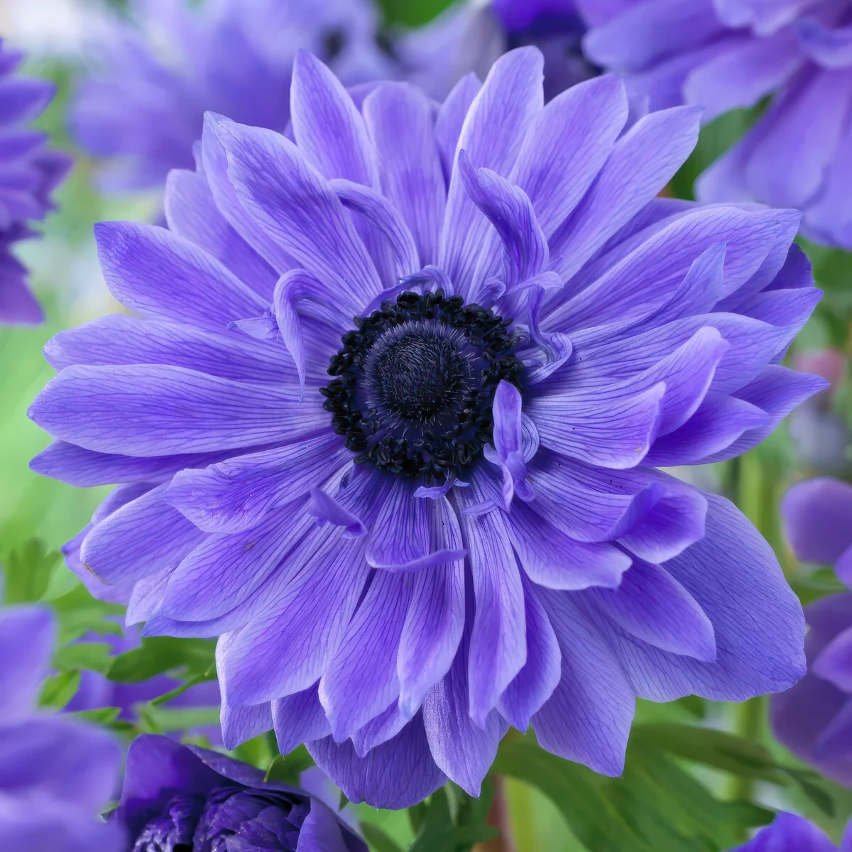 anemone-lord-lieutenant.webp