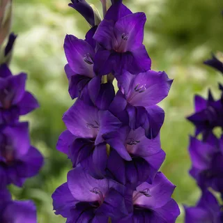 gladioli-gladiolus-purple-flora.webp