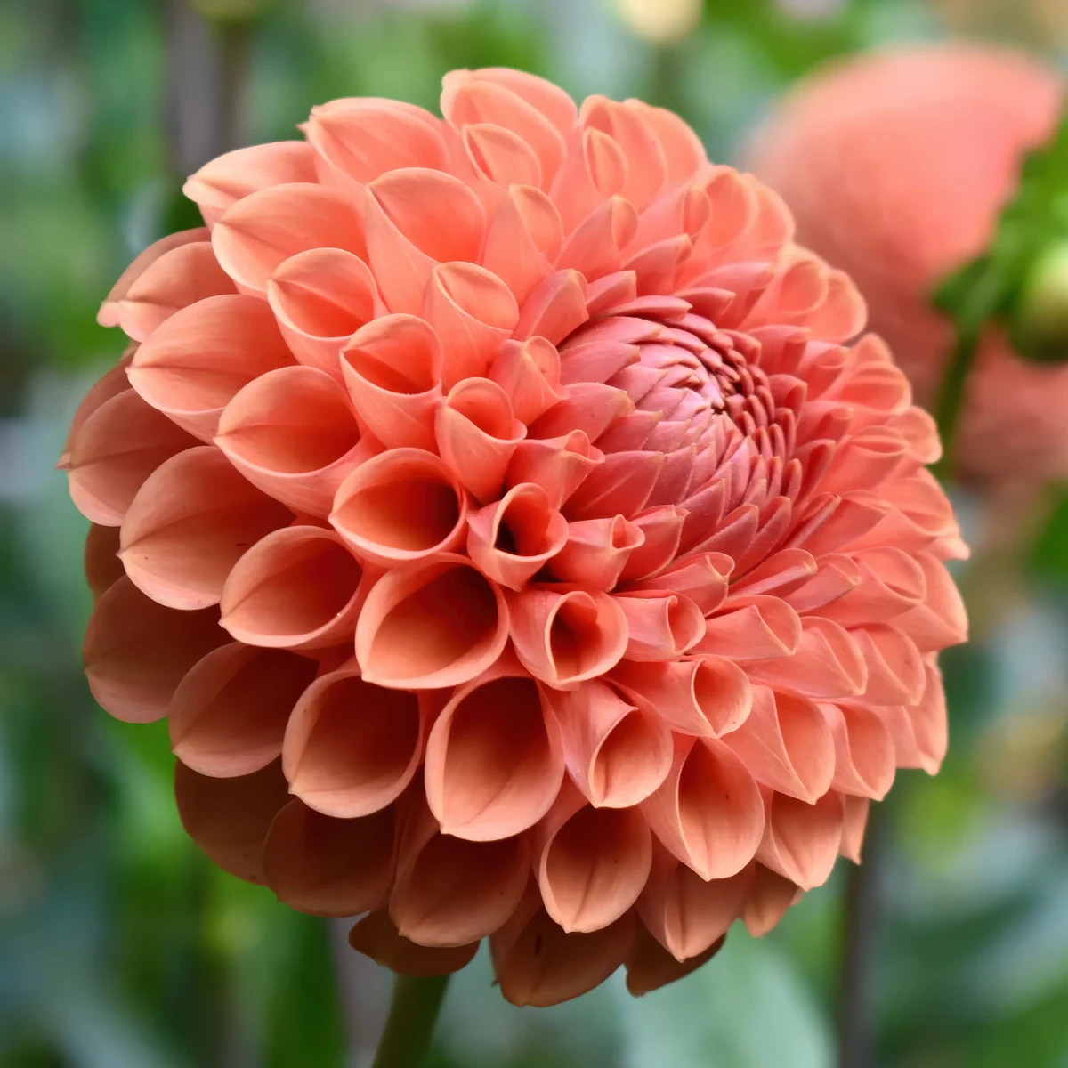 dahlia-cornel-brons.webp