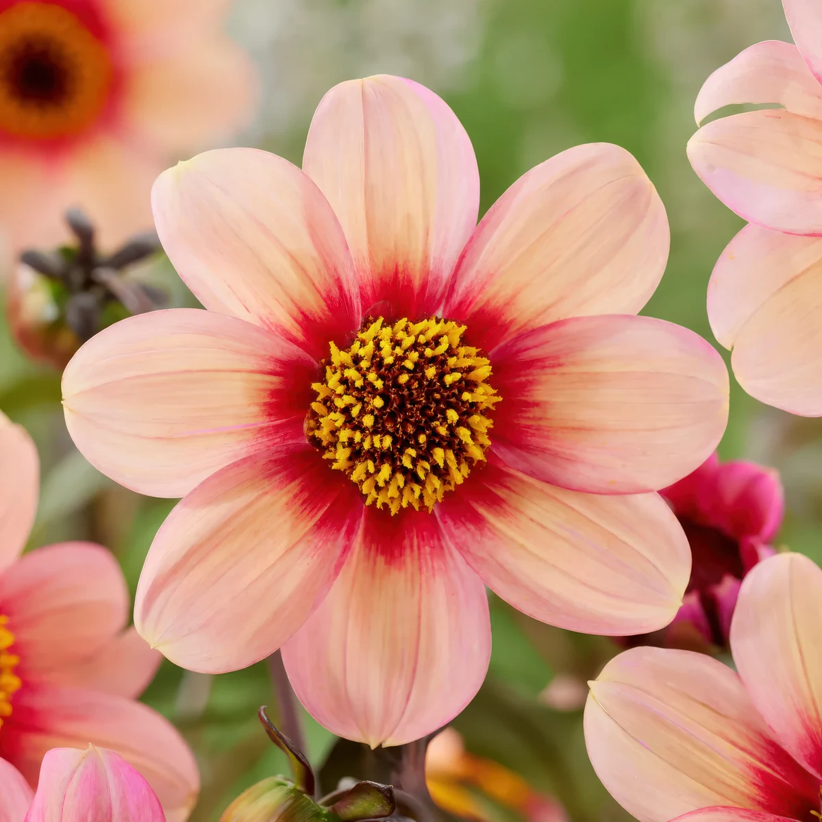 dahlia-hs-kiss.webp