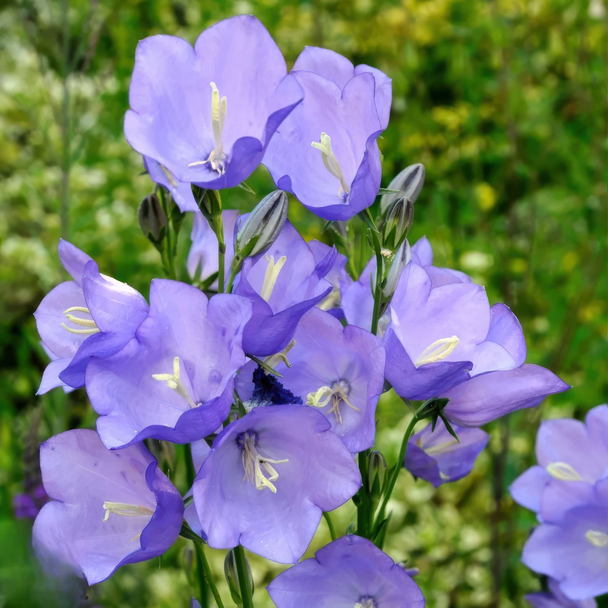 campanula-canterbury-bells-blue.webp