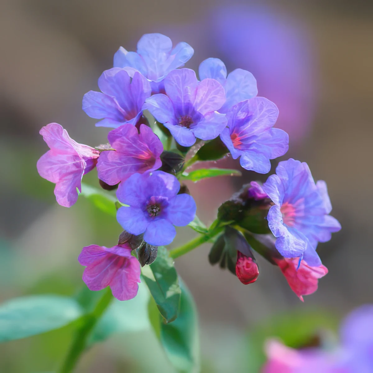 pulmonaria-lungwort-victorian-brooch.webp