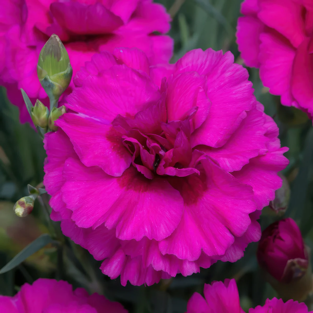 dianthus-carnation-devon-wizard.webp