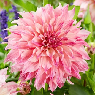 dahlia-cafe-au-lait-royal.webp