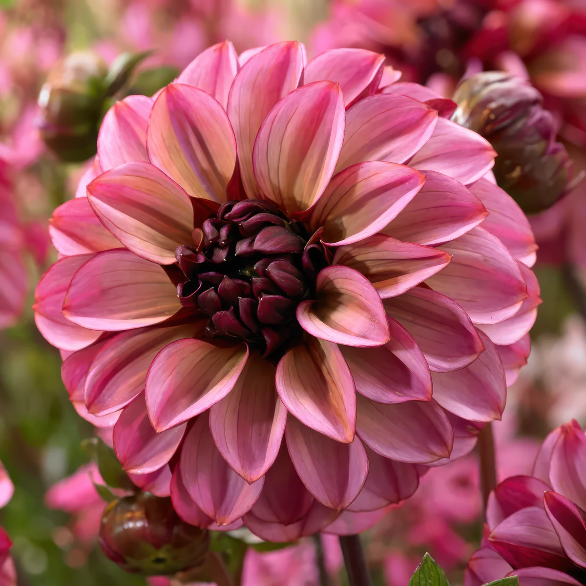dahlia-seniors-hope.webp