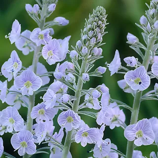 veronica-gentianoides.webp