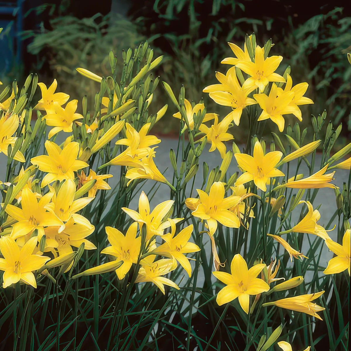 hemerocallis-day-lilly-yellow.webp