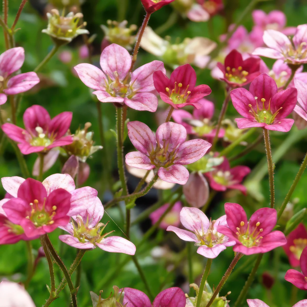 saxifraga-arendsii-mossy-purple-2.webp